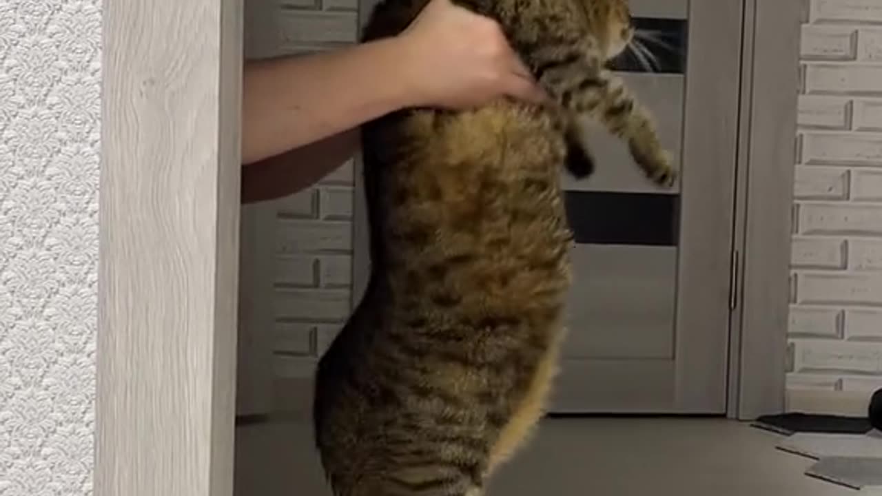 pets kets funny