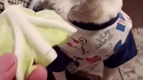 “🐶 Why Don’t Dogs Like Vegetables? | Funny & Surprising Facts!