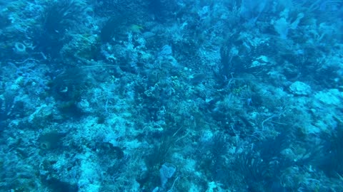 Diving with Kyalami SCUBA Club - Ron's Rock Jupiter, Florida