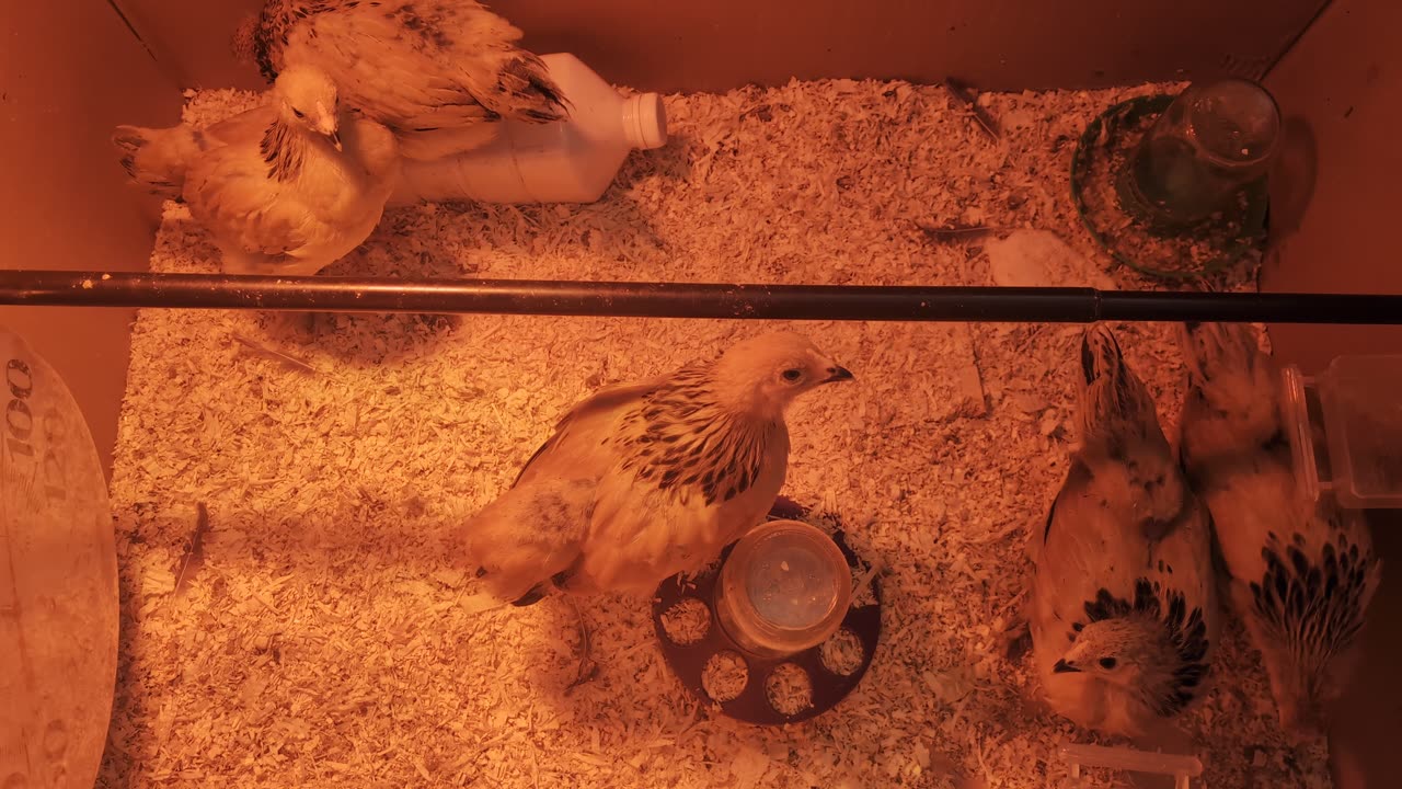 5 Chicks beginning of week 6