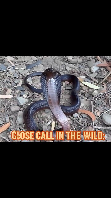Terrifying Black Cobra Encounter: The Ultimate Strike!