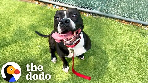 Pittie Who's Spent Over 1000 Days In The Shelter Needs A Home! | The Dodo