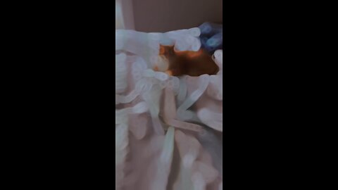Orange cat memories 😻😿