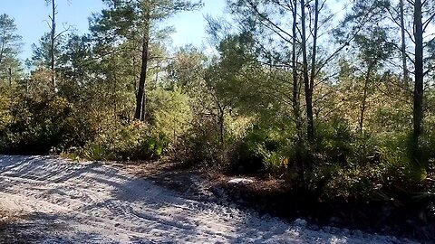 Geo Tracker way out in the woods Osceola county Florida 4wd adventure with Shelby the Pitsky