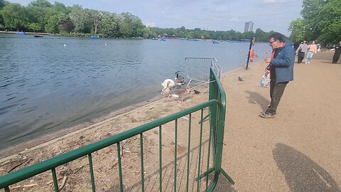 Hyde Park: London Walking. June 2025