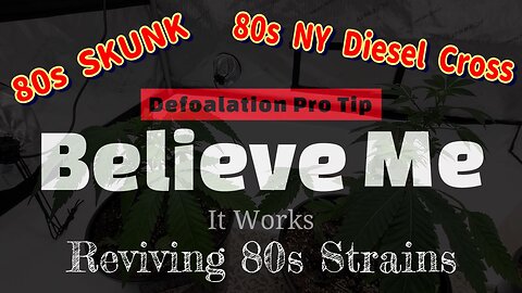 Defoliating 80s Skunk Weed