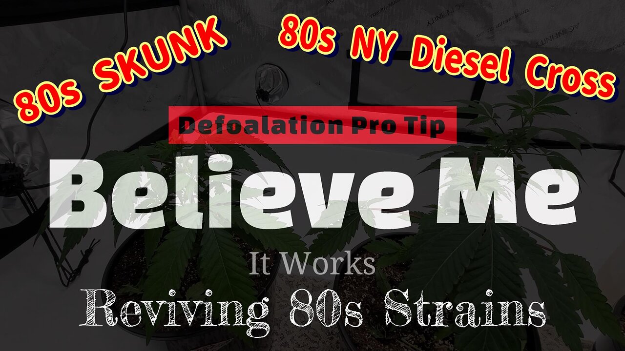Defoliating 80s Skunk Weed