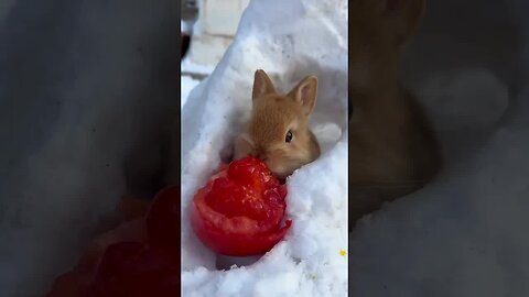 Snow dog hugs little rabbit, cute pet rabbit, little cute pet in countryside