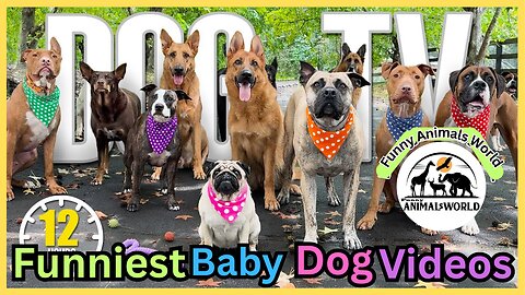 Cute And Funny Pet Videos Compilation♥ Funny Dog Videos Part 1