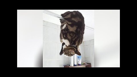 KITTEN FREAKOUTS and CLUMSINESS 🐱 Can't stop LAUGHING while watching 😄