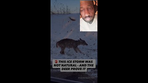 all the wildlife animals who lives outside has frozen to death