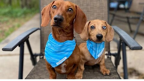 Playful Miniature sausage dogs Instagram funny videos compilation