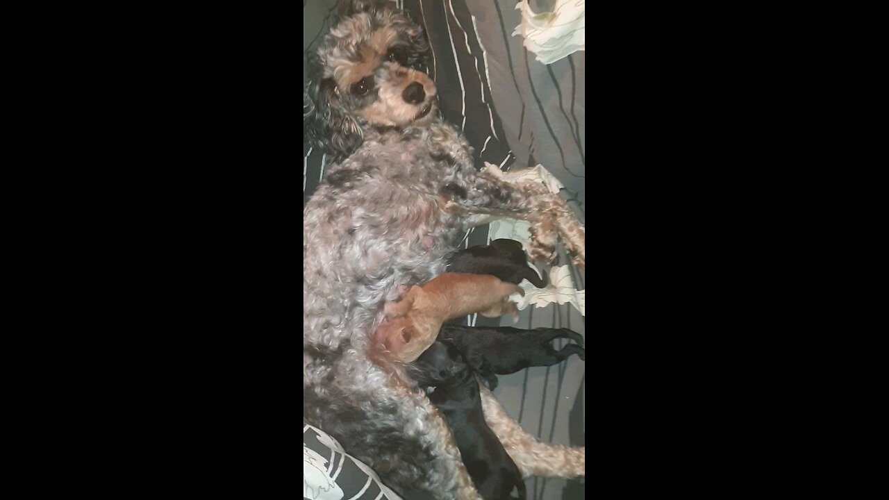 babies, puppies, pupy, mothers milk, mums, great mothers,