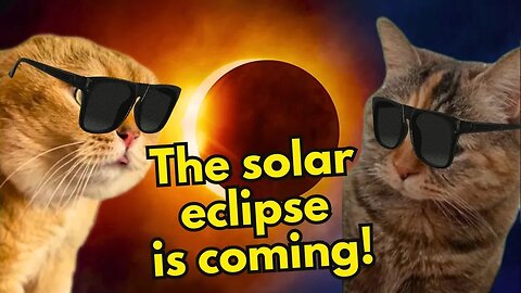 When Two Cats Want to Watch the Solar Eclipse (Ep.22)