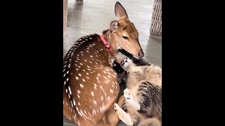 Oh deer! Rå djurisk kärlek! 😻