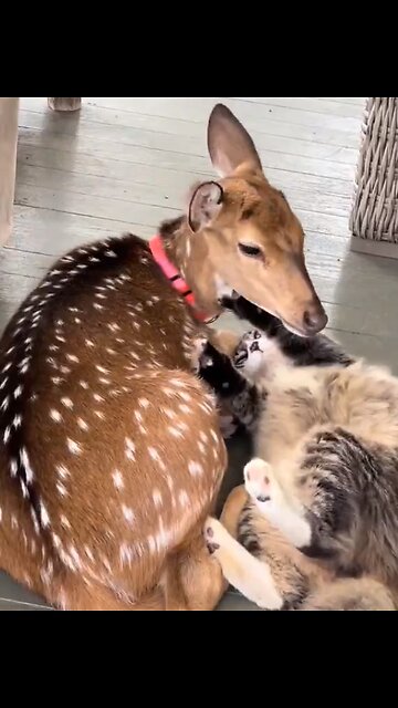 Oh deer! Rå djurisk kärlek! 😻