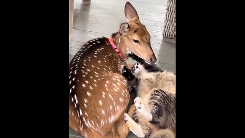 Oh deer! Rå djurisk kärlek! 😻