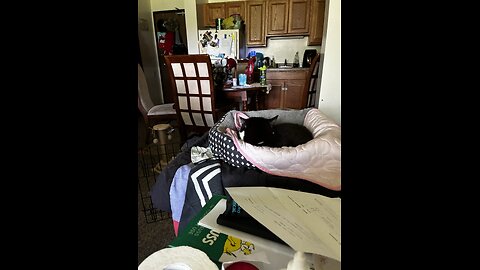 cats napping on Happy Friday