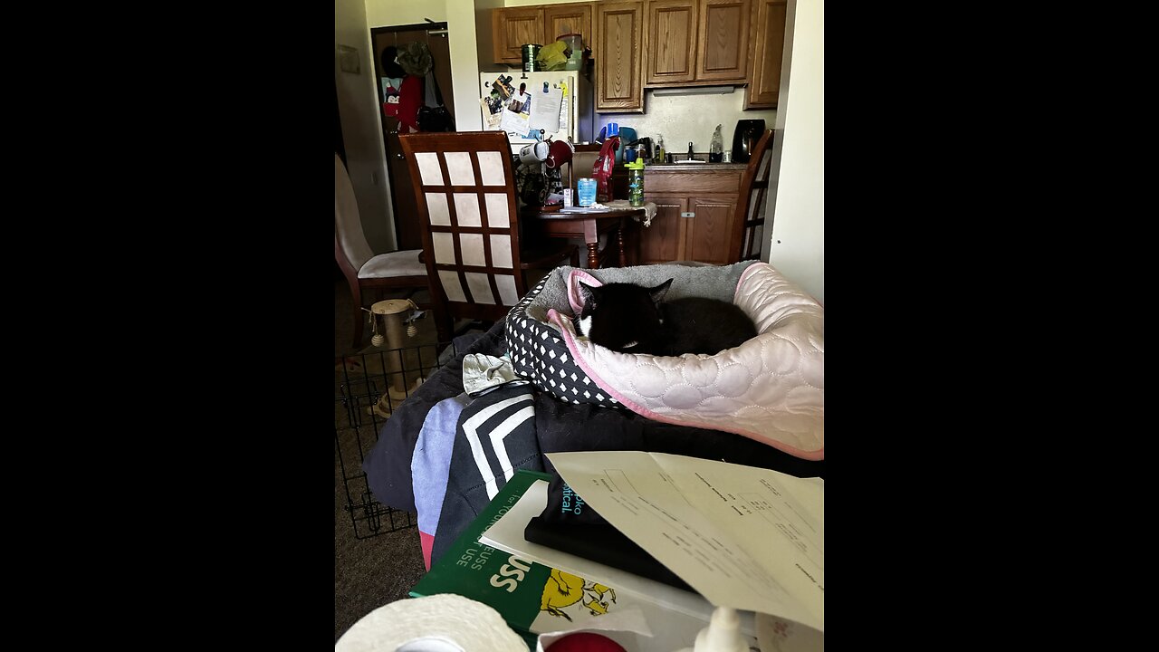 cats napping on Happy Friday