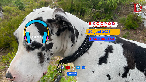 Skogpod 20. juni 2025