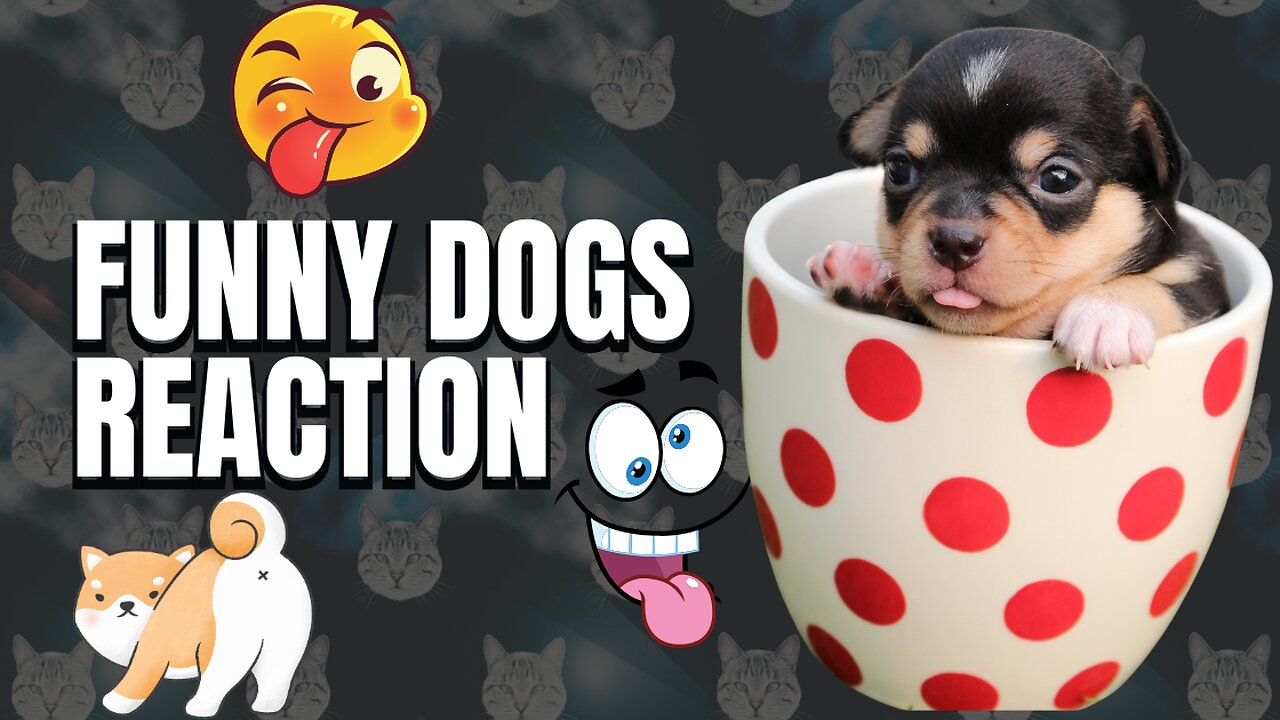 Some dogs were born to be comedians! 😁 FUNNIEST Dogs Video!