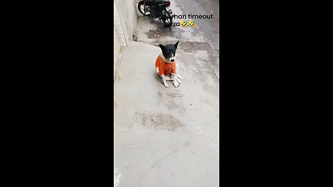 Funny dog as food delivery boy😂😂😂