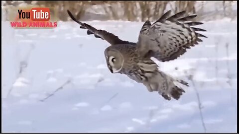 The Best Of Eagle Attacks 2018 - Most Amazing Moments Of Wild Animal Fights! Wild Discovery Animals
