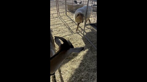 Hay Vs Pasture + Rare Tunis Sheep