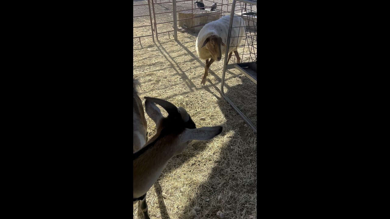 Hay Vs Pasture + Rare Tunis Sheep