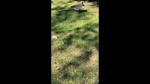Canada Goose 🪿 #canadagoose #goose #followme #shorts #viral #trending