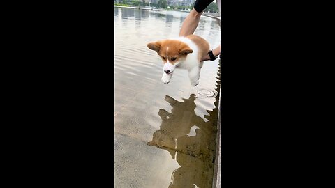 Corgi Dogs Learning to Swim