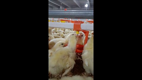 "Life on a Village Chicken Farm – Feeding 200 Hungry Chicks