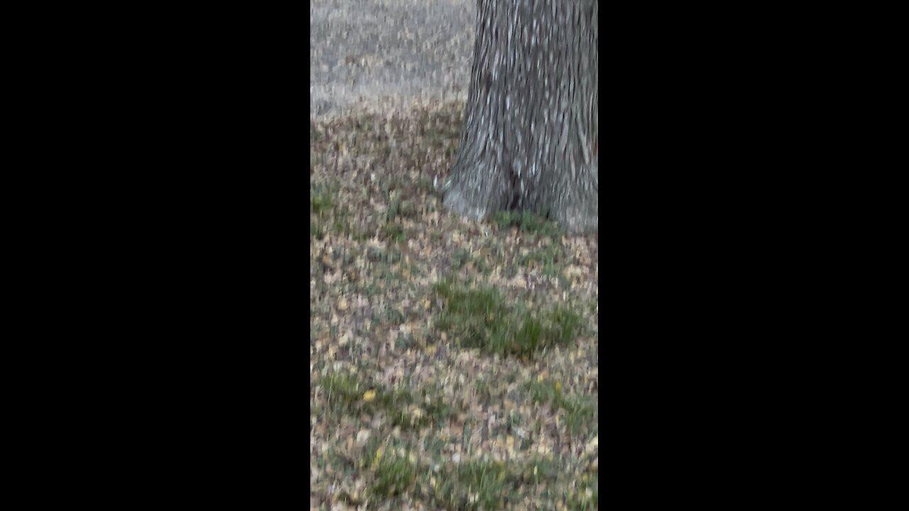 Russell my big squirrel