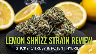 Lemon Shnizz Strain Review | Sticky, Citrusy & Potent Hybrid | JK Distro