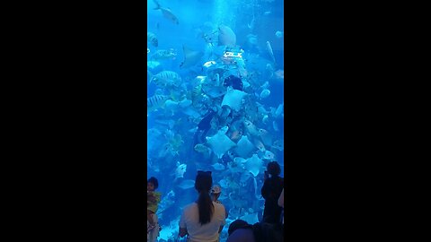 This is How Fish Eat at Dubai Mall! 🐟💦🤯