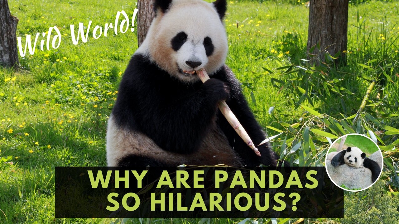 Meet the Hilarious Panda Bear! 🐼