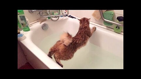 CATS just NEVER DISAPPOINT US! - You will LAUGH LIKE HELL, no doubt!