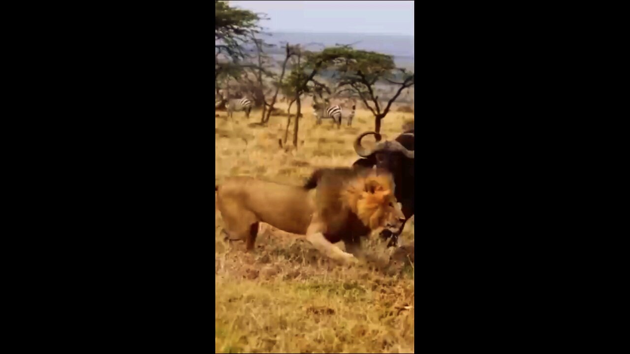 Lion in mood.