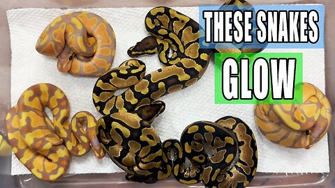 First Look at these Baby Ball Pythons!