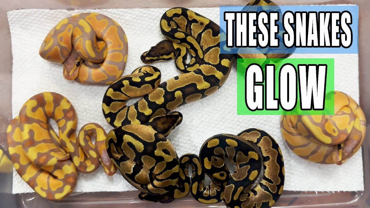 First Look at these Baby Ball Pythons!