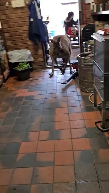 Kangaroo sneaking into pub | only in Australia 🇦🇺