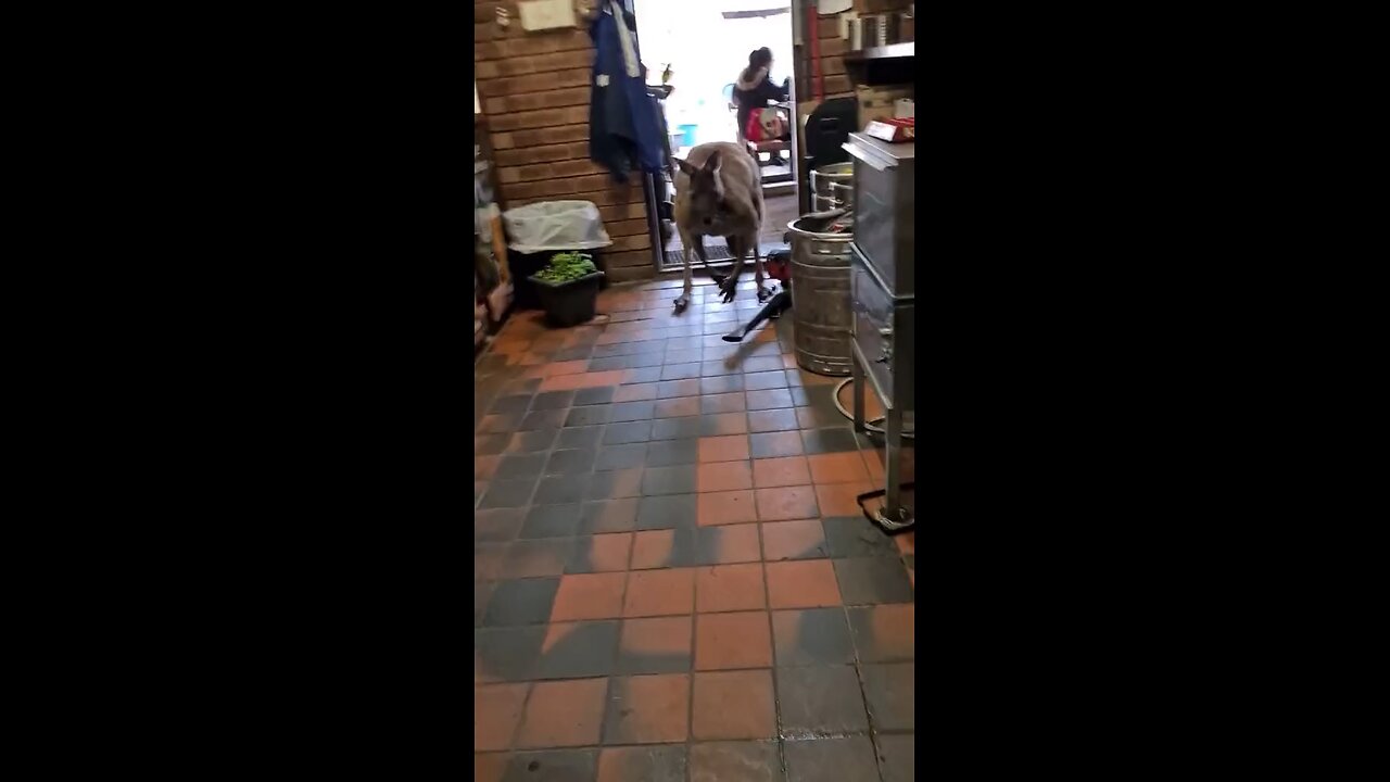 Kangaroo sneaking into pub | only in Australia 🇦🇺