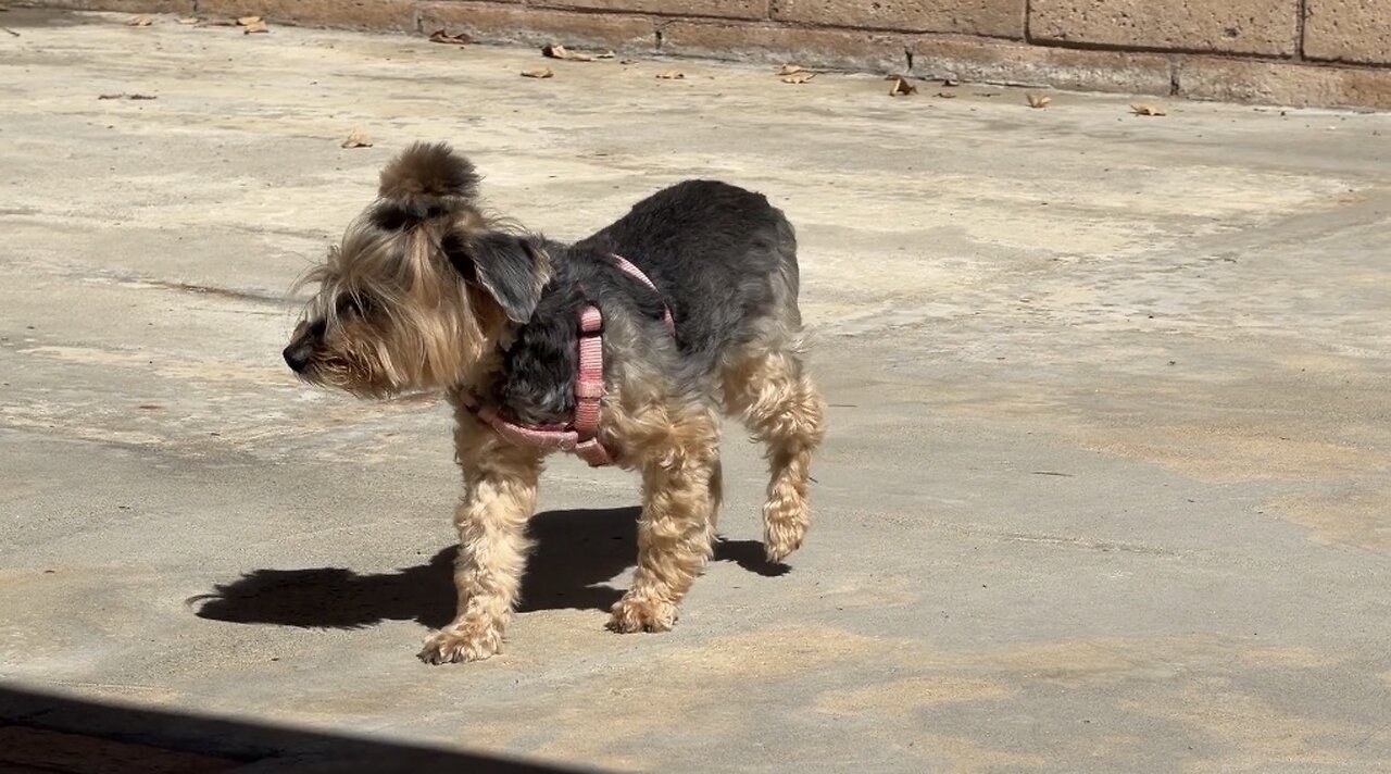 A day in the life of my dog Waffles