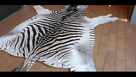 4 small-medium size burchell zebra skins