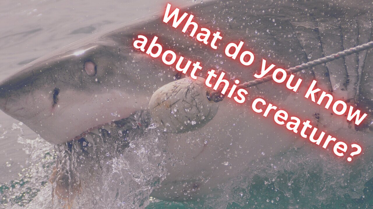 All About Sharks Quiz