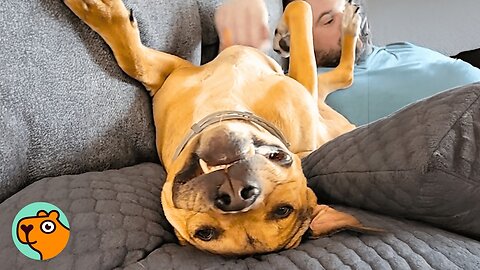 Huge Pit Bull Babysits Kittens & Lets Them Do Anything | Cuddle Buddies