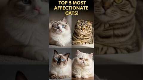 Top 5 Cat Breeds That Can’t Get Enough of Humans