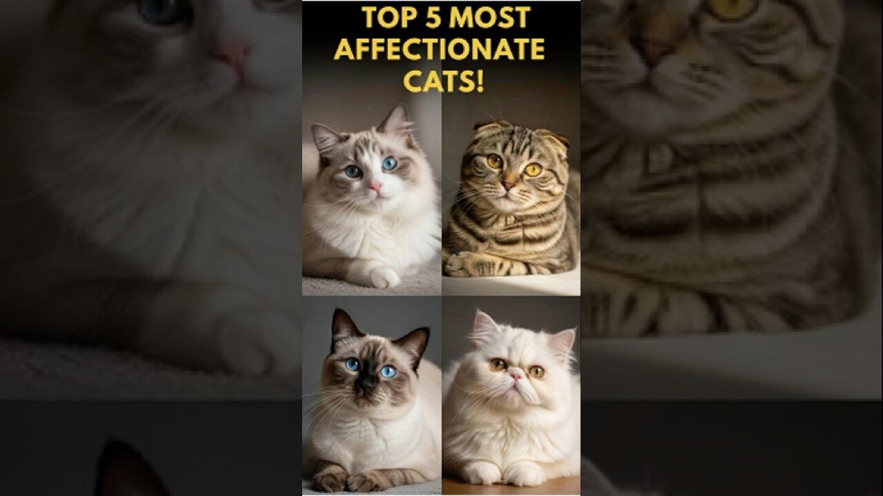 Top 5 Cat Breeds That Can’t Get Enough of Humans