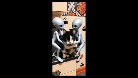 RIO 😺 SITTING STILL BY HIMSELF SUDDENLY IS APPROACHED BY 2 STRANGE LOOKING MEN 👽 WHO TAKE HIM AWAY 😿