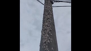 Invasión de polillas sorprende a un pueblo en Siberia